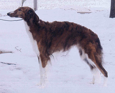 Top Obedience Borzoi 2007